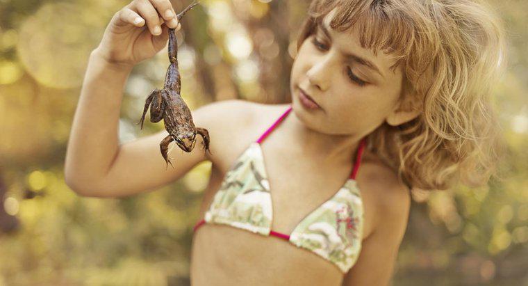 Come si fa a sapere se una rana è un ragazzo o una ragazza?