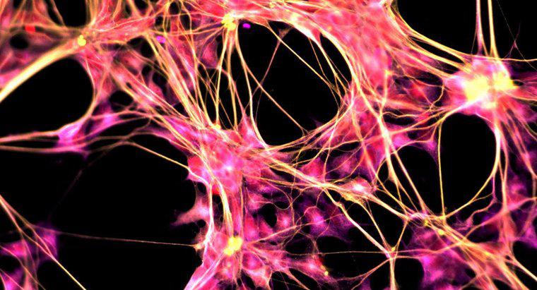 Qual è lo scopo del sistema nervoso centrale?
