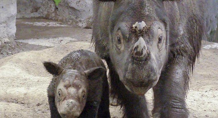Perché i rinoceronti sono in pericolo?