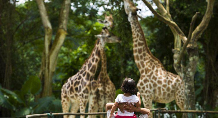 Perché gli zoo sono importanti?