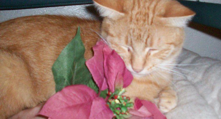 Le piante di Poinsettia sono velenose per i gatti?