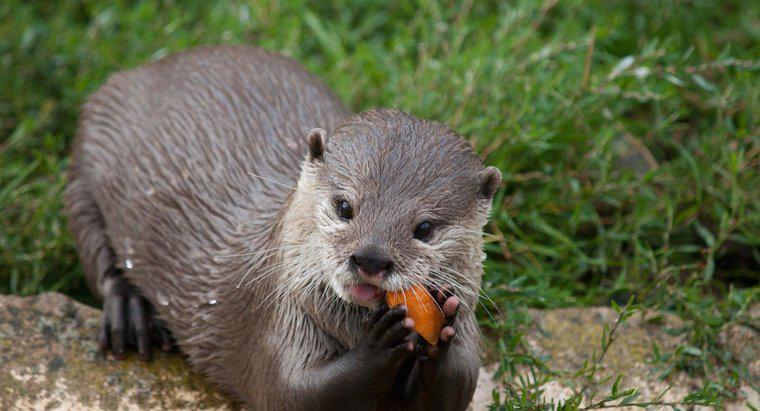Cosa mangiano le lontre di fiume?
