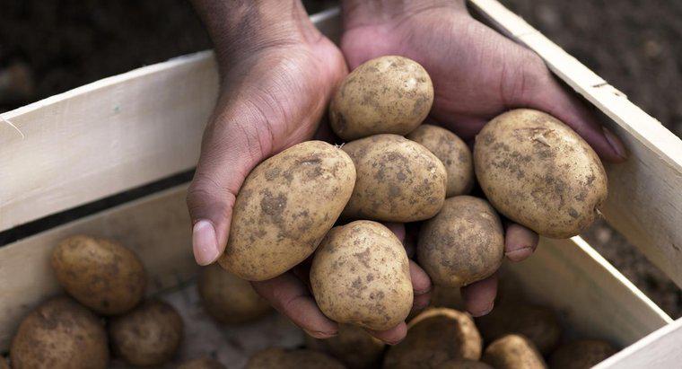 Come fai a sapere se una patata è andata male?