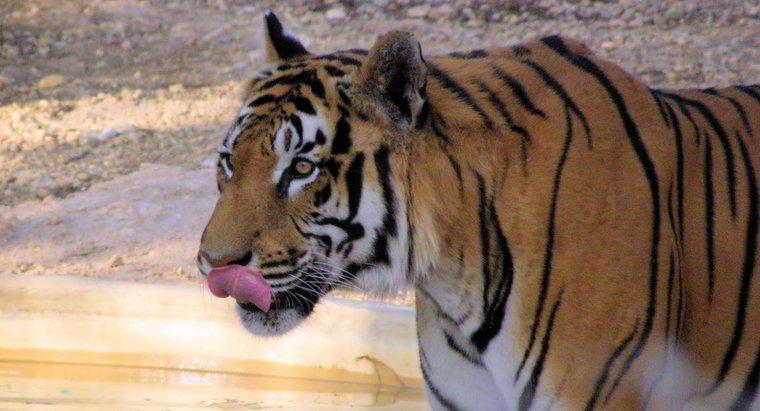 Tigre è un onnivoro, carnivoro o erbivoro?