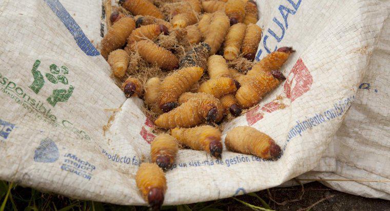Cosa puoi usare per uccidere i vermi di larva?