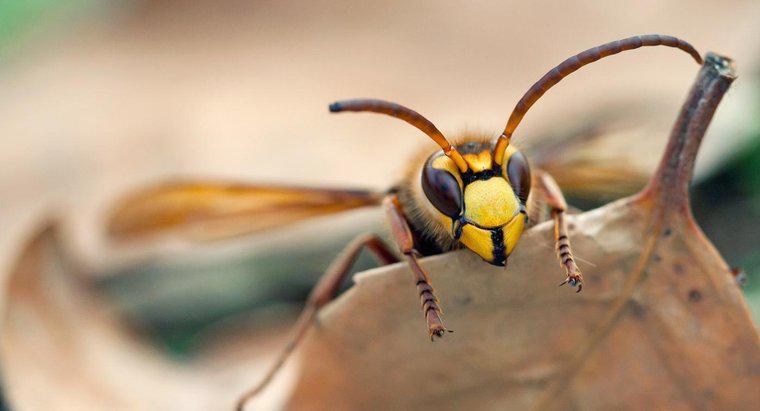 Quanto tempo vivono i calabroni?