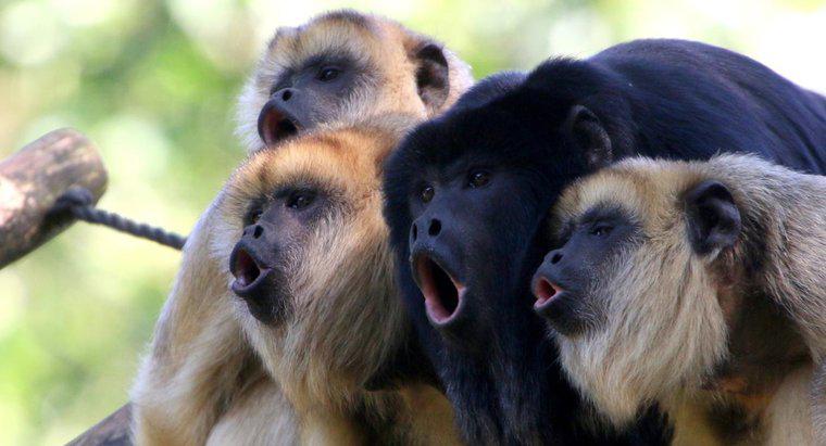 Dove vivono le scimmie urlatrici selvagge?