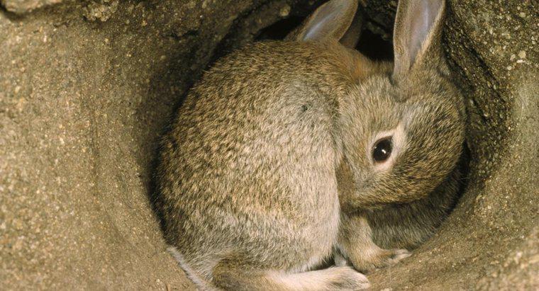 Che aspetto ha una tana del coniglio?