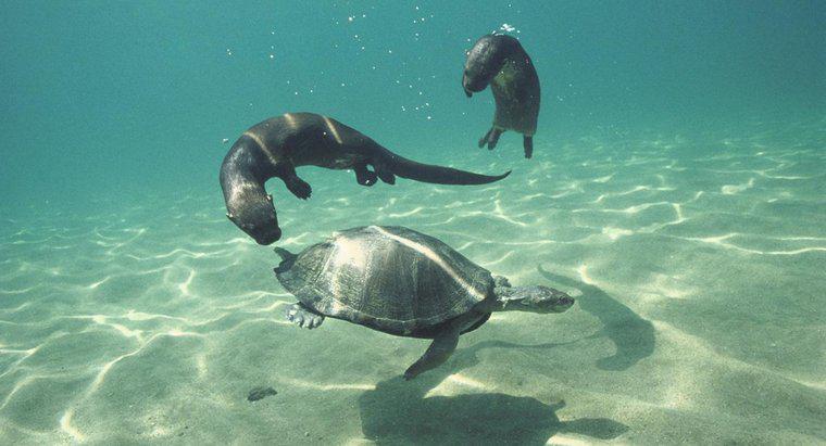 Come gli animali comunicano sott'acqua?