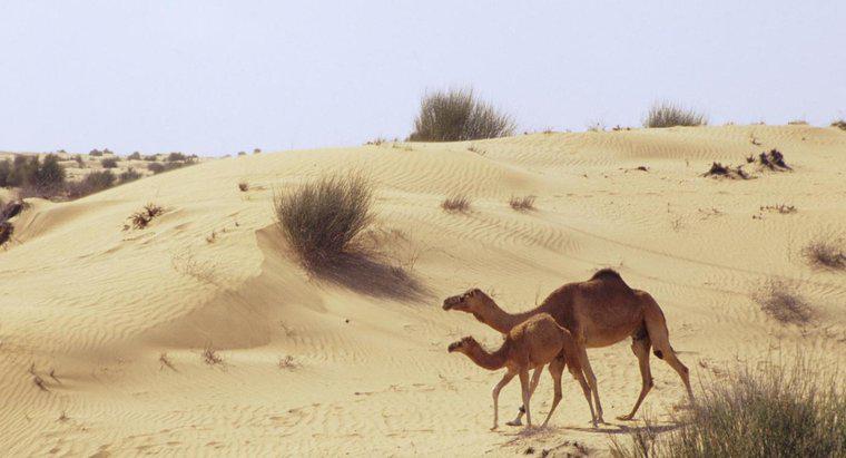 In che modo i cammelli si sono adattati alla vita in un deserto sabbioso?