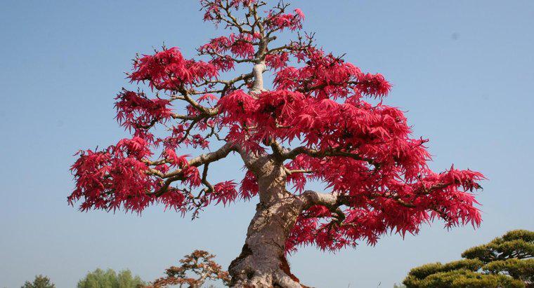 Qual è il significato di un albero dei bonsai?
