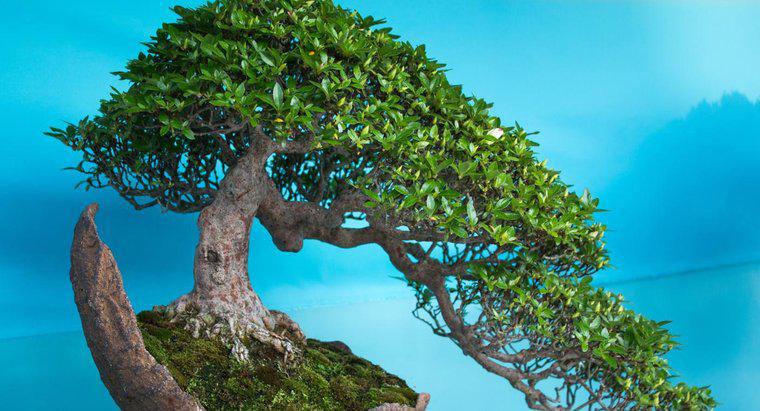 Come posso far rivivere il mio albero dei bonsai?