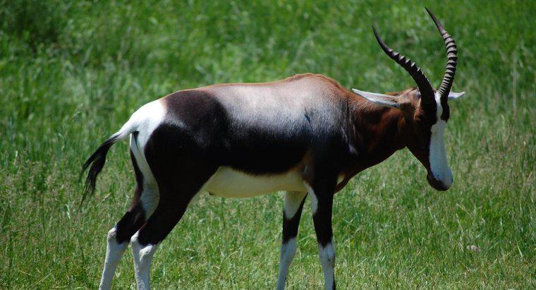Che cos'è un'antilope maschio chiamata?