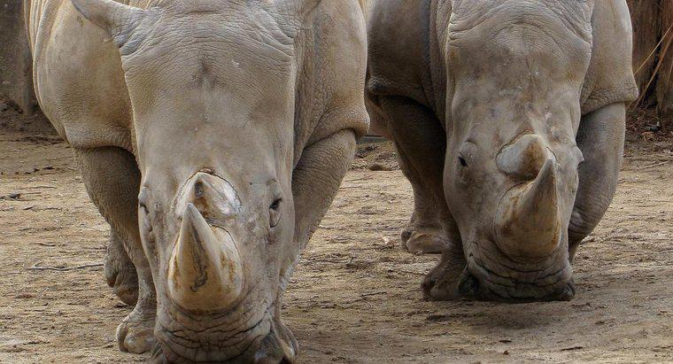 Dove vivono i rinoceronti?