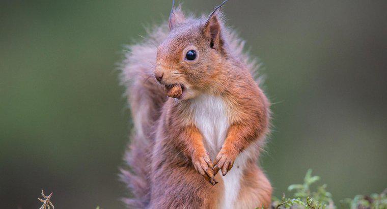 Come puoi sbarazzarti degli scoiattoli nel tuo giardino?