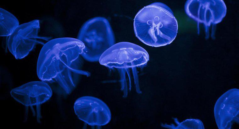 Puoi prendere una medusa per animali domestici per i bambini?