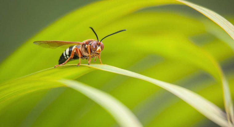 Quali sono alcuni fatti riguardo le vespe?