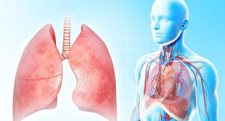 Perché i polmoni sono così importanti?
