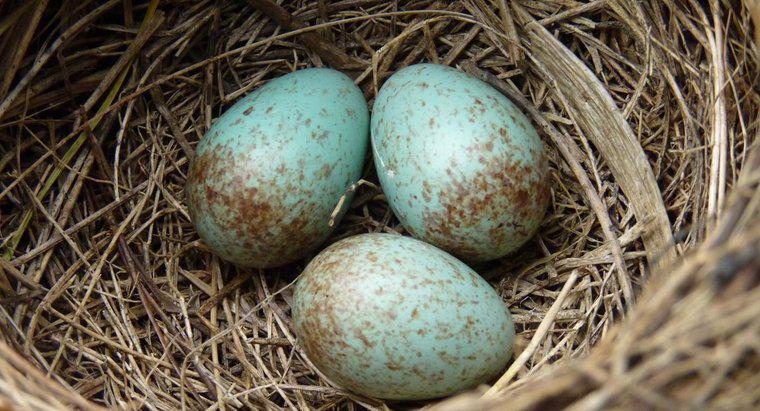 Quali sono i vantaggi dell'uovo amniotico?