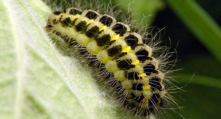 Come si identifica un Caterpillar?