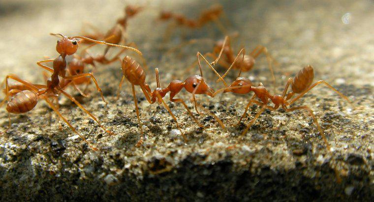 Qual è il trattamento più efficace per i morsi delle formiche di fuoco?