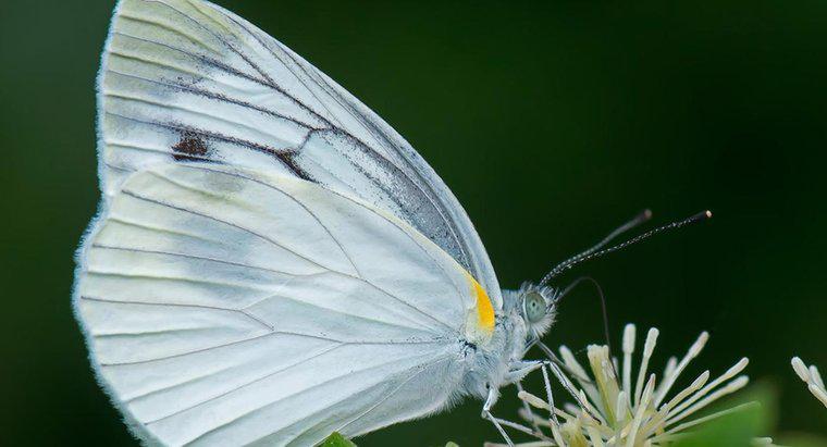 Cosa simboleggia una farfalla bianca?