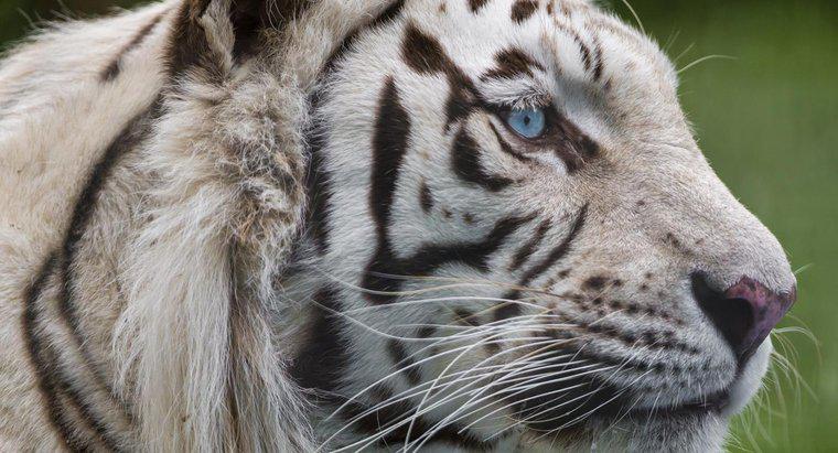 Qual è la rete alimentare della tigre bianca?