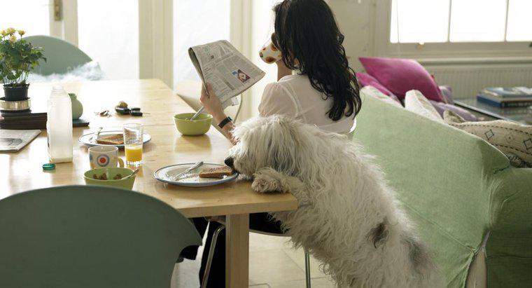 Quali tipi di cibo da tavola possono mangiare i cani?