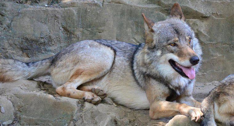 Qual è l'habitat naturale di un lupo grigio?
