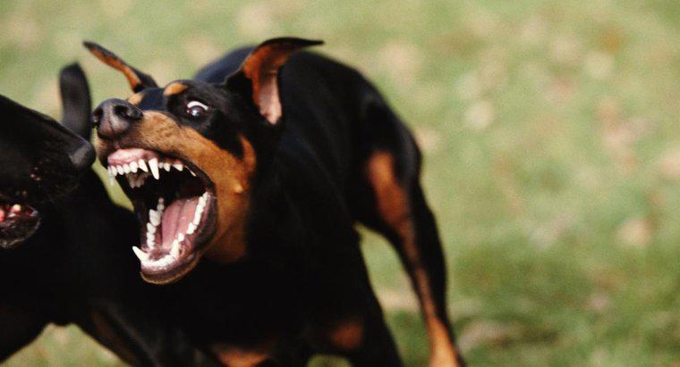 Chi sono i 10 cani più aggressivi?