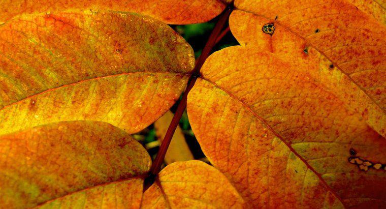 Come si chiama il giallo pigmento delle foglie?