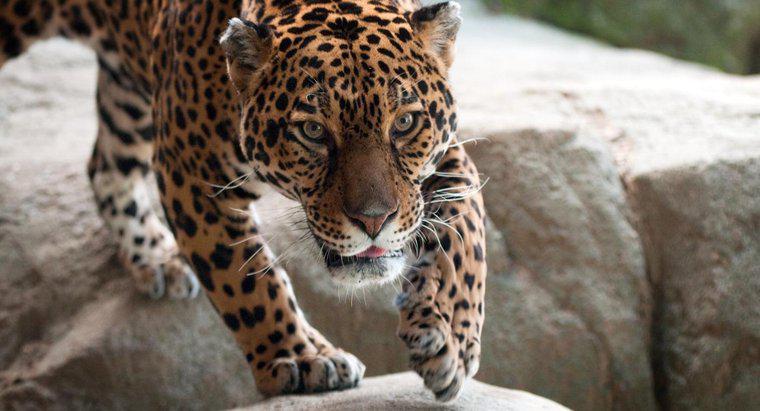 Dove vivono i Jaguar?