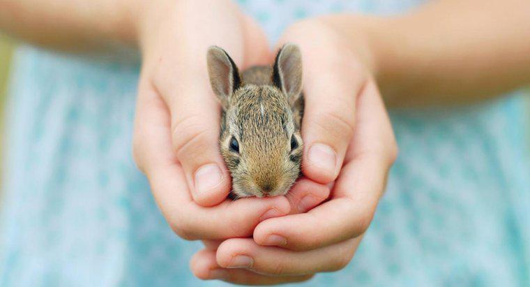 Quali sono alcuni fatti di coniglio appropriati per i bambini?