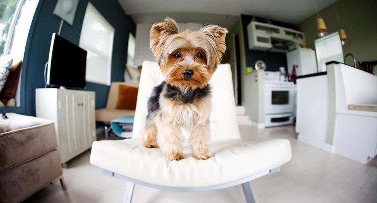 Quali sono alcuni buoni cani di taglia media per un appartamento?