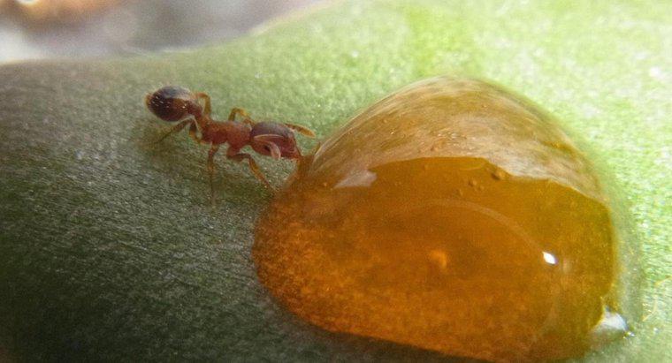 Cosa mangiano le formiche?