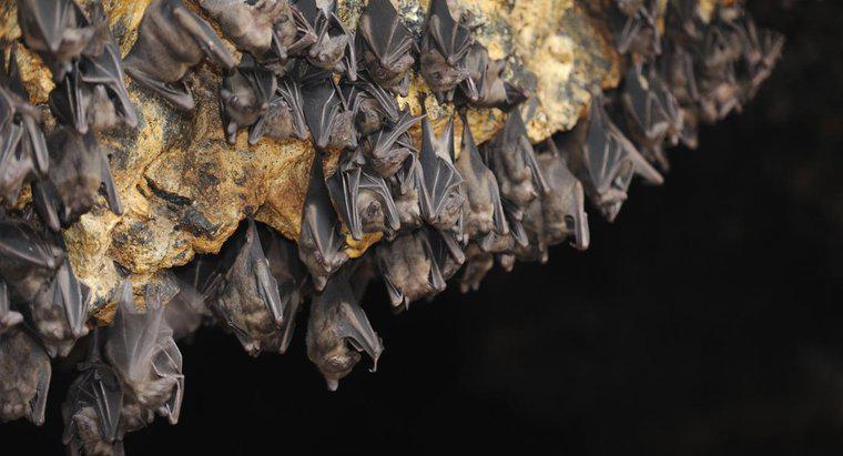Qual è l'habitat naturale dei pipistrelli vampiri?