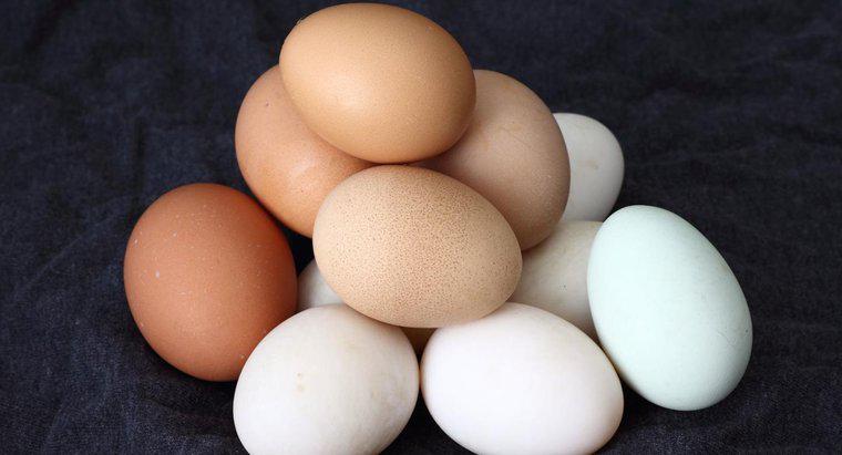 Quanto tempo ci vuole per un uovo di gallina da cova?