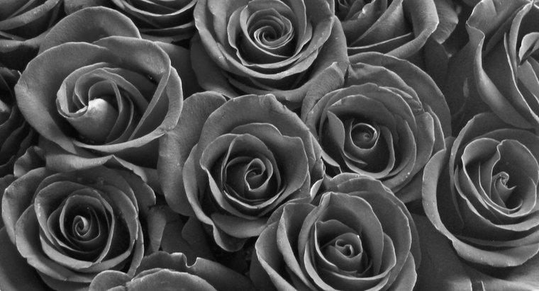 Come sono fatte le rose nere?