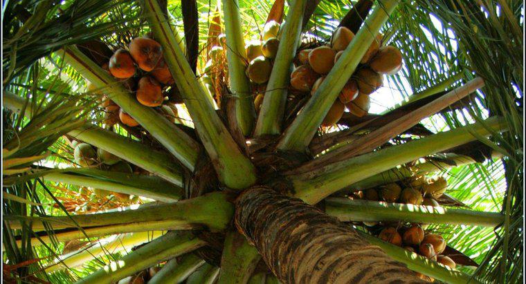 Come si disperdono i semi di cocco?