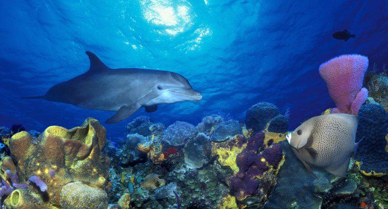 I delfini vivono a Coral Reefs?