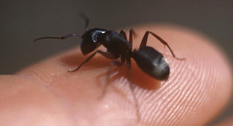Come si identificano le formiche carpentiere?