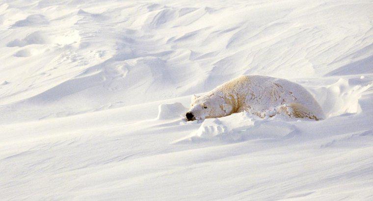 Dove dormono gli orsi polari?