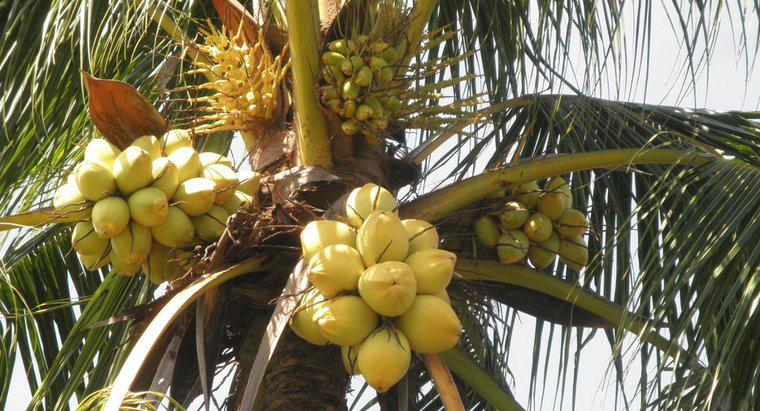 Quali animali mangiano noci di cocco?