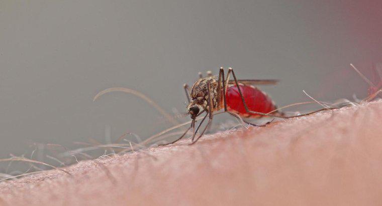 Quanto durano le punture di zanzara?