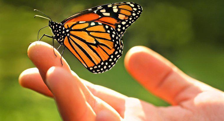 Quali sono alcuni fatti sulle farfalle monarca?