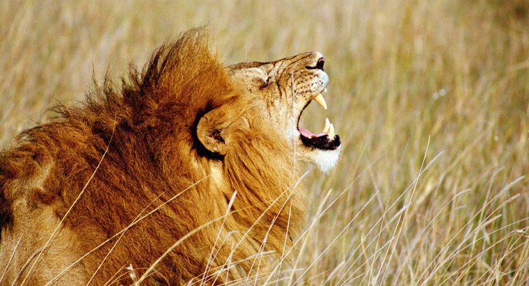 Quanto forte è il ruggito di un leone?