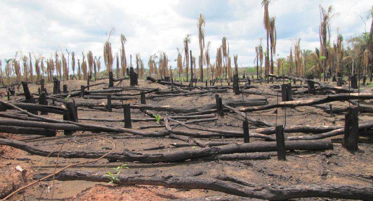 Perché la deforestazione è una brutta cosa?