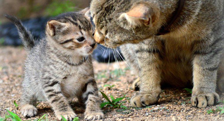 Come si separano i gattini da un gatto madre per l'adozione?