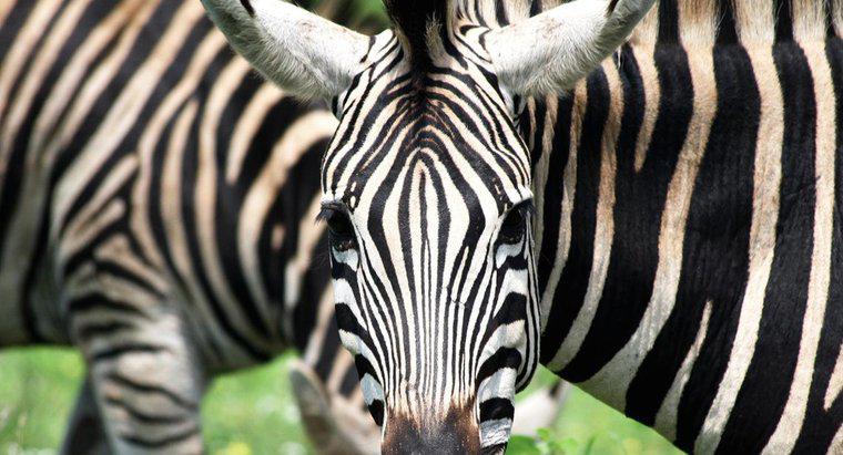 Quante strisce ha una zebra?