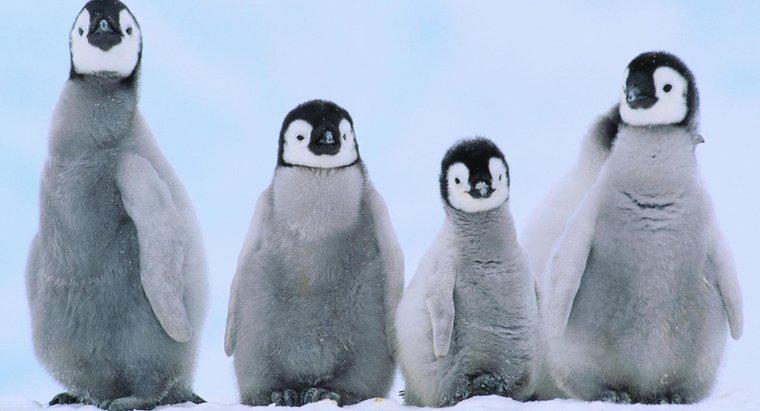 Cosa sono chiamati i pinguini per bambini?